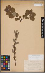Foto von Salix aurita L. x Salix caprea L.